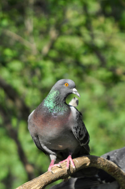 istock dove sits on a branch in the park and looks 1364846544