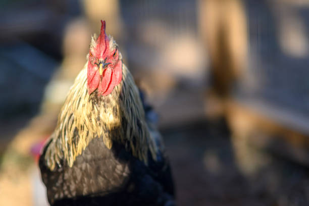 The New Hampshire Rooster in a cage in the exhibit.