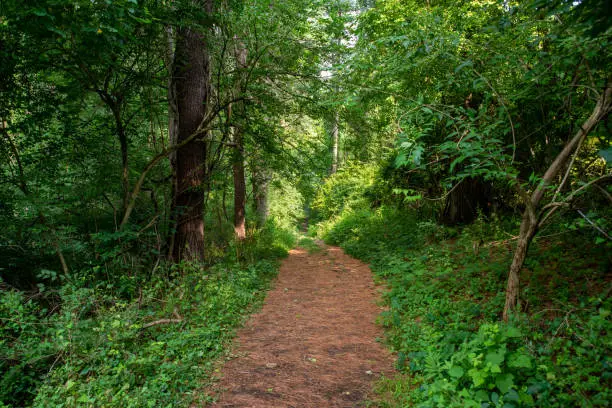 Photo of View down an idyllic footpath through a lush green woodland