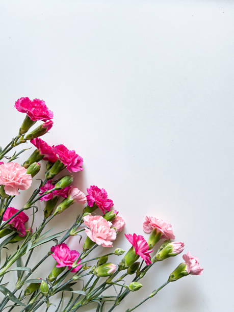 istock Pink flowers on a white background 1364847200