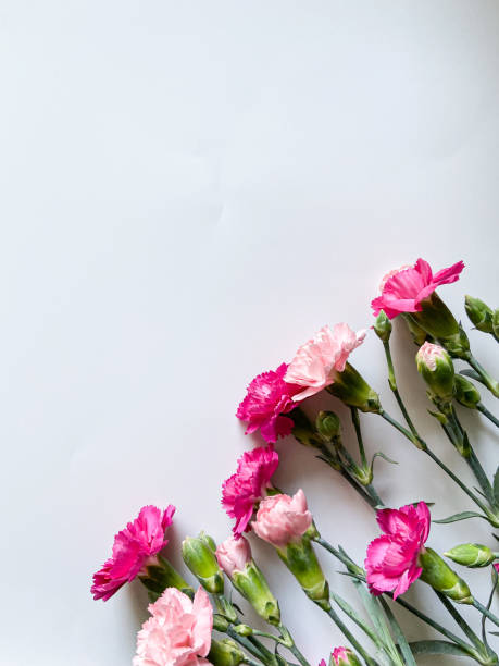istock Pink flowers on a white background 1364847214