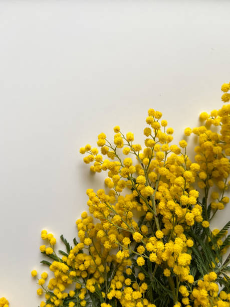 istock Mimosa flowers on a light background 1364847224