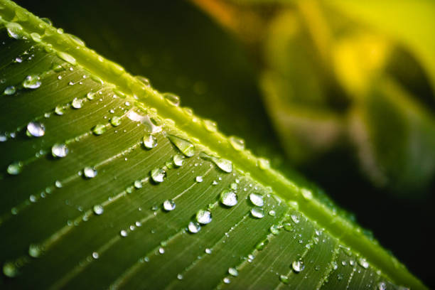 istock Green leaf with water drops above 1364847288