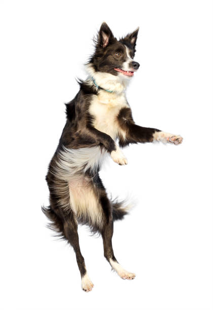 Dog breed border collie on a white background isolate Dog breed border collie black and white on isolated white background sunlight dog agility photos stock pictures, royalty-free photos & images