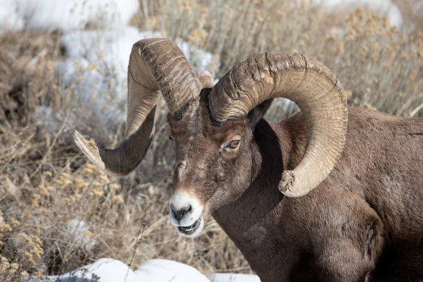 晴れた冬の日に大きな角の羊のラム - bighorn sheep ram sheep winter ストックフォトと画像