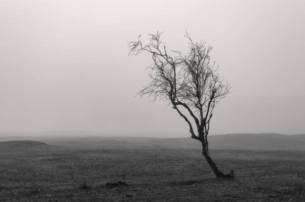 istock black and white image of a small tree in the mist 1364850149