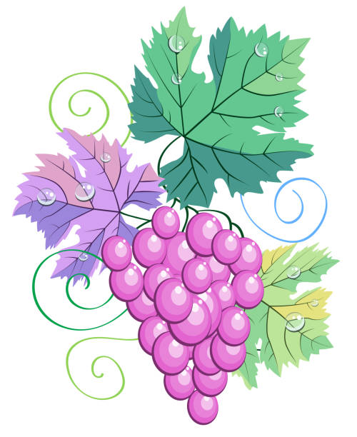 illustrations, cliparts, dessins animés et icônes de couleurs pastel vectorielles feuilles de vigne, baies et vigne sur fond blanc illustration. pour le menu du bar à vin ou du restaurant, la décoration d’invitation de carte de mariage, les étiquettes de bouteille de vin ou la conception du logo de la c - cute decoration invitation vine