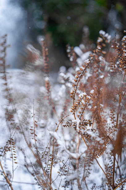 istock Snowy Foliage in a Forest 1364851137