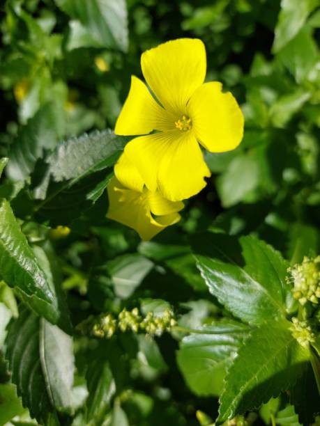 Bermuda Buttercup A close up shot of the widely distributed flower in Malta oxalis acetosella flowers stock pictures, royalty-free photos & images