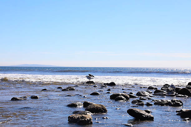 The Malibu Lagoon is a coastal wetland, an environment that once covered 95 percent of Southern California. The 31-acre bay sits at the end of the Malibu Creek Watershed and empties into the Pacific Ocean at Malibu's Surfrider Beach, which gets about 1.5 million visitors a year.