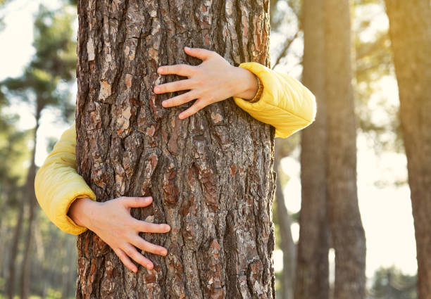 istock girl arms hugging a tree at sunset 1364854596