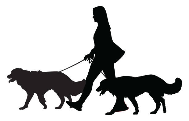 frau walking two dogs silhouette - golden retriever retriever white background isolated stock-grafiken, -clipart, -cartoons und -symbole