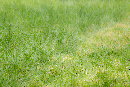 Green grass field. Green grass texture or background.