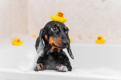 istock Dog puppy dachshund sitting in bathtub with yellow plastic duck on her head and looks up 1364860635