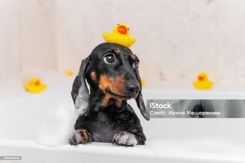 Dog puppy dachshund sitting in bathtub with yellow plastic duck on her head and looks up Dog puppy dachshund sitting in bathtub with yellow plastic duck on her head and looks up. Dog Stock Photo