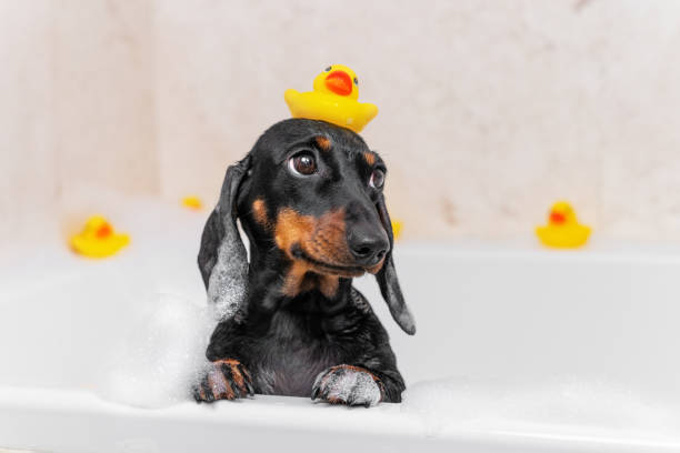 Dog puppy dachshund sitting in bathtub with yellow plastic duck on her head and looks up stock photo