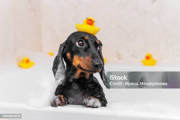 Dog Puppy Dachshund Sitting In Bathtub With Yellow Plastic Duck On Her Head And Looks Up Stock Photo - Download Image Now