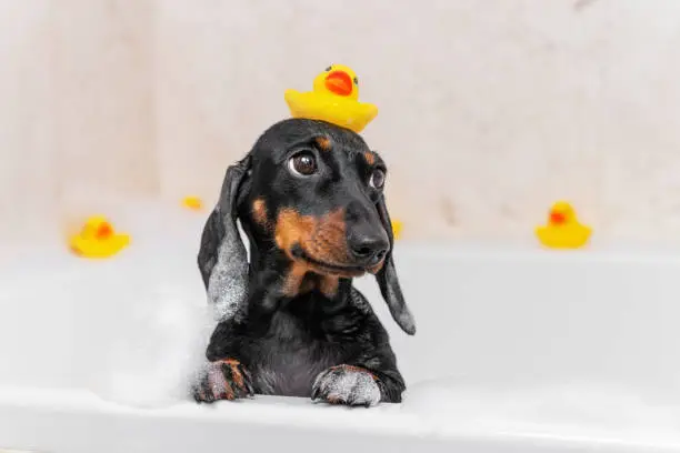 Photo of Dog puppy dachshund sitting in bathtub with yellow plastic duck on her head and looks up