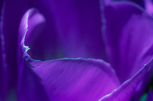 Purple tulip, close-up cropping, violet petals for background, soft focus