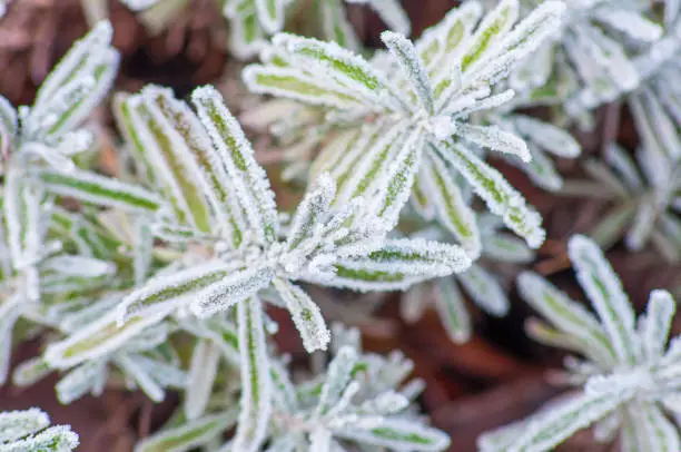 Photo of Winter lavender, a clipped bush covered with hoarfrost. Popular varieties of garden plants