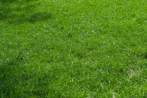 istock Green grass lawn, full frame filling, growth background 1364860750