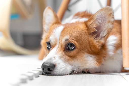 Portrait of welsh corgi Pembroke or cardigan dog lying on floor with sad look because owner does not pay attention to it, or it was left alone at home. Pet with guilty look punished for bad behavior