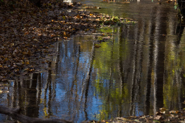 istock Reflections in a Woodland Stream 1364862210