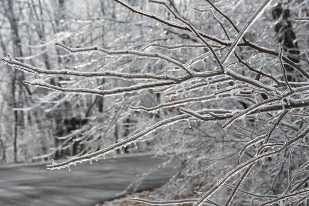 Babler State Park - Ice laden Branches Horizontal stock photo