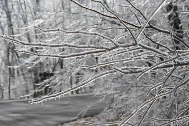 Babler State Park - Ice laden Branches Horizontal