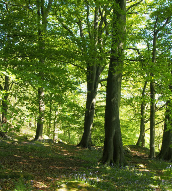 istock springtime woodland with large beech trees with bright green glowing leaves illuminated by bright morning sunshine with grass and ferns between boulders on the ground 1364863479
