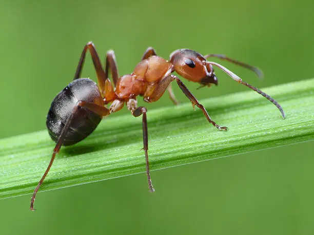 ant formica rufa on green grass