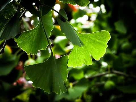 Twig with ginkgo biloba leaves isolated on a transparent background. Green, fresh leaves of maidenhair.