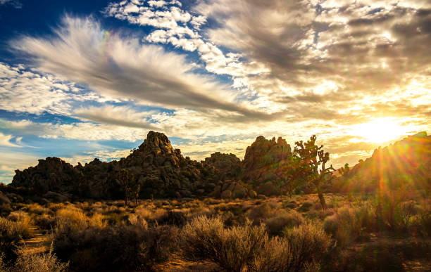 istock Sunset rays illuminate a prominent Joshua Tree, low-rise bushes,  a cloud formation, arid rocks range formation, and the desert land of Joshua Tree National Park. 1364867115