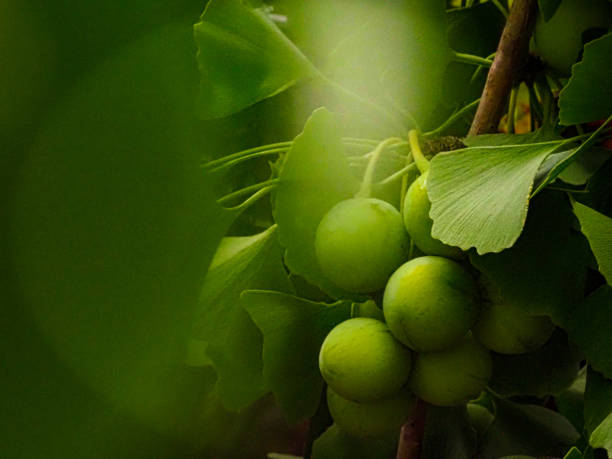 ginkgonüsse und grüne blätter - ginkgo ginkgo tree chinese medicine healthcare and medicine stock-fotos und bilder