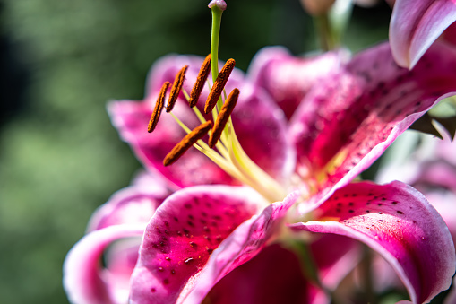 Beautiful Lily in full bloom in the summer garden. Close-up of a big  pink Lily flower. Floral background. Stargazer Lilies. Lily in raindrops. Lilium are covered with a large number of drops of water