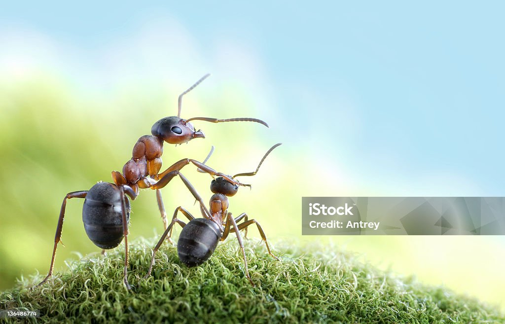 ants, on child care concept ants formica rufa looking into light future Ant Stock Photo