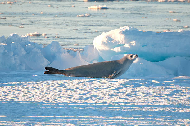 Crabeater Seal stock photo