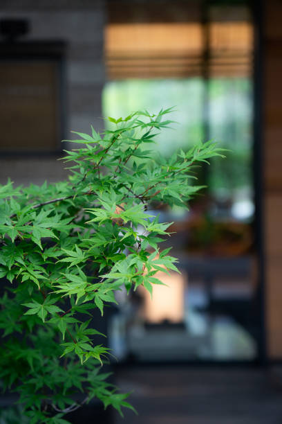 istock Japanese garden in Kyoto 1364872387
