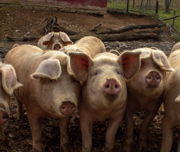 istock Group of pigs on the farm 1364873808