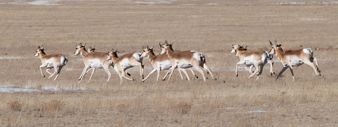 Running Antelope or pronghorn calf of herd grazing in a Rocky Mountain meadow in central Colorado in western United States of America (USA).