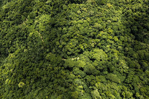 Dense rainforest seen from above (RJ, Brazil)
