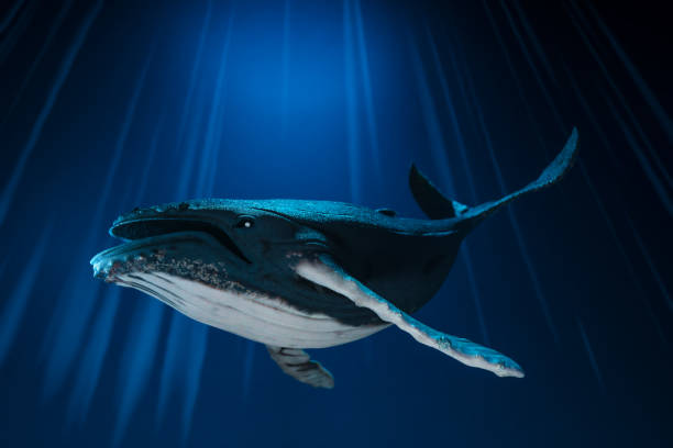 istock A side view of a humpback whale is shown in a 3D representation against a blue ocean backdrop in this illustration. 1364879443