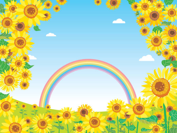 illustrazioni stock, clip art, cartoni animati e icone di tendenza di campo estivo di girasole. - rainbow flower meadow nature