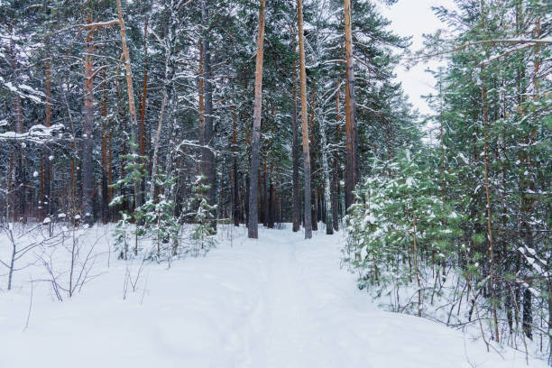 Pathway through winter pine forest with clear snow after snowfall. Winter landscape.