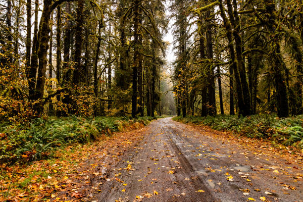 Autumn in Lake Quinault