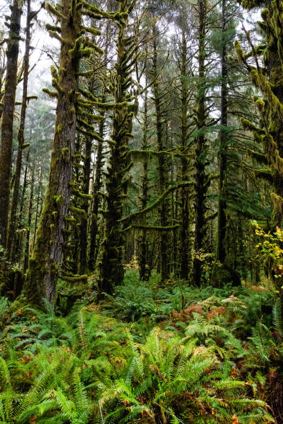 istock Lake Quinault Rainforest 1364884450