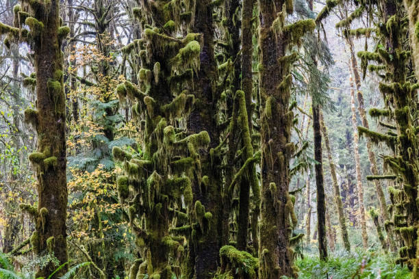Medium format camera image from HOH Rainforest, Olympic National Park, Washington State, United States