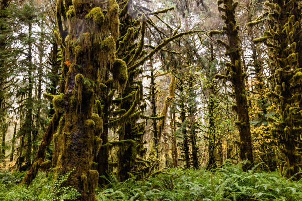 istock Lake Quinault Rainforest 1364885053