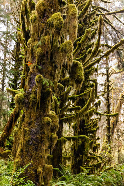 istock Lake Quinault Rainforest 1364885055