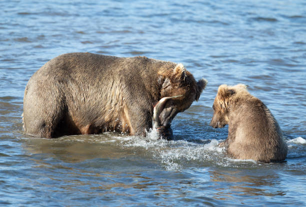 istock Sow and cub Brown Bear eating a salmon 1364885206